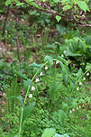Smooth Solomon's Seal - Polygonatum biflorum Graceful, arching stem with hanging flowers and smooth leaves. <br />
<br />
Habitat: Rocky, deciduous forest<br />
https://www.jungledragon.com/image/79936/smooth_solomons_seal_-_polygonatum_biflorum.html<br />
Geotagged,Polygonatum biflorum,Smooth Solomon's seal,Spring,United States