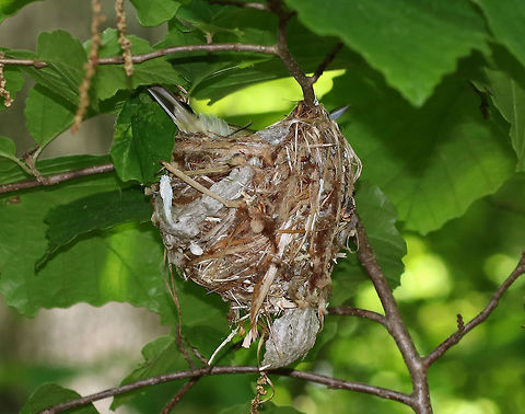 Nesting Vireo This awesome nest was suspended from a branch that was about 4-5 feet above the ground. It was around 8 cm wide and was made of grass, paper wasp nest, silk, leaves, and I'm not sure what else. There were 4 white eggs that had black speckles in the nest. 

Habitat: Deciduous forest
https://www.jungledragon.com/image/79983/vireo_nest.html
https://www.jungledragon.com/image/79982/vireo_sp._eggs.html

Update 6/22/19: The chicks have hatched:
https://www.jungledragon.com/image/80859/vireo_chick_-_vireo_sp.html Geotagged,Spring,United States,bird,eggs,nest,vireo