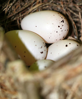 Vireo sp. Eggs This awesome nest was suspended from a branch that was about 4-5 feet above the ground. It was around 8 cm wide and was made of grass, paper wasp nest, silk, leaves, and I'm not sure what else. There were 4 white eggs that had black speckles in the nest. 

Habitat: Deciduous forest
https://www.jungledragon.com/image/79983/vireo_nest.html
https://www.jungledragon.com/image/79981/nesting_vireo.html

Update 6/22/19: The chicks have hatched:
https://www.jungledragon.com/image/80859/vireo_chick_-_vireo_sp.html Geotagged,Spring,United States,bird,eggs,nest,vireo