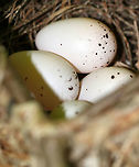 Vireo sp. Eggs This awesome nest was suspended from a branch that was about 4-5 feet above the ground. It was around 8 cm wide and was made of grass, paper wasp nest, silk, leaves, and I'm not sure what else. There were 4 white eggs that had black speckles in the nest. <br />
<br />
Habitat: Deciduous forest<br />
https://www.jungledragon.com/image/79983/vireo_nest.html<br />
https://www.jungledragon.com/image/79981/nesting_vireo.html<br />
<br />
Update 6/22/19: The chicks have hatched:<br />
https://www.jungledragon.com/image/80859/vireo_chick_-_vireo_sp.html Geotagged,Spring,United States,bird,eggs,nest,vireo