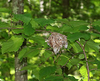 Vireo Nest This awesome nest was suspended from a branch that was about 4-5 feet above the ground. It was around 8 cm wide and was made of grass, paper wasp nest, silk, leaves, and I'm not sure what else. There were 4 white eggs that had black speckles in the nest. <br />
<br />
Habitat: Deciduous forest<br />
https://www.jungledragon.com/image/79982/vireo_sp._eggs.html<br />
https://www.jungledragon.com/image/79981/nesting_vireo.html<br />
<br />
Update 6/22/19: The chicks have hatched:<br />
https://www.jungledragon.com/image/80859/vireo_chick_-_vireo_sp.html Geotagged,Spring,United States,bird,nest,vireo