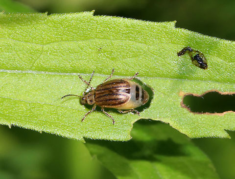 Gravid Ophraella conferta TL: ~5 mm. Oblong, yellowish-gold beetle with setose elytra that had dark stripes.  The swollen abdomen indicates that she is gravid (full of eggs).

Habitat: On Solidago sp. Geotagged,Ophraella,Ophraella conferta,Spring,United States,beetle,gravid,gravid beetle