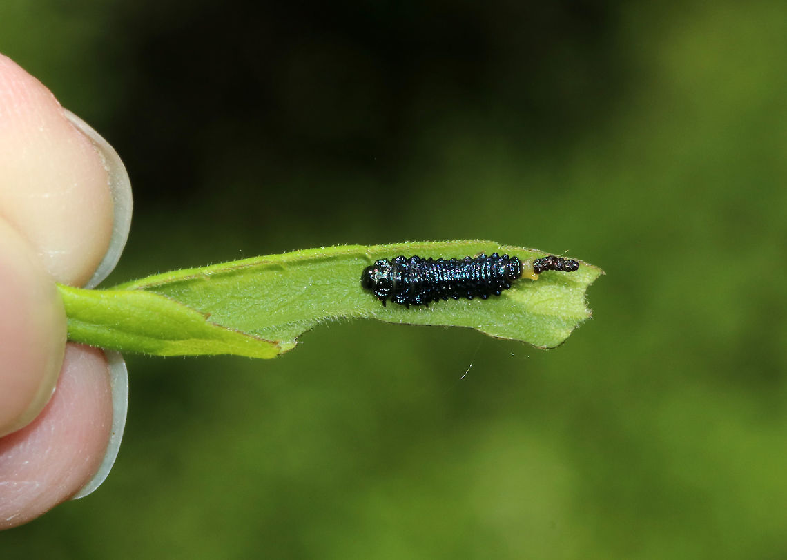 Leaf Skeletonizing Beetle Larva - Trirhabda adela Metallic blue larva with frass (poop) sticking out of its rear. I&#039;m guessing the frass is a defensive strategy because every time I touched the leaf, the larva would wiggle it&#039;s butt in the air. The adults and many other larvae were present on this same plant.<br />
<br />
Habitat: Helianthus tuberosus<br />
<figure class="photo"><a href="https://www.jungledragon.com/image/79985/leaf_skeletonizing_beetle_larva_-_trirhabda_adela.html" title="Leaf Skeletonizing Beetle Larva - Trirhabda adela"><img src="https://s3.amazonaws.com/media.jungledragon.com/images/3232/79985_thumb.jpg?AWSAccessKeyId=05GMT0V3GWVNE7GGM1R2&Expires=1759968010&Signature=2lGmL3Za7OHdeCUT8jd0oXjqixU%3D" width="200" height="138" alt="Leaf Skeletonizing Beetle Larva - Trirhabda adela Metallic blue larva with frass (poop) sticking out of its rear. I&#039;m guessing the frass is a defensive strategy because every time I touched the leaf, the larva would wiggle it&#039;s butt in the air.  The adults and many other larvae were present on this same plant.<br />
<br />
Habitat: Helianthus tuberosus<br />
https://www.jungledragon.com/image/79986/leaf_skeletonizing_beetle_larva_-_trirhabda_adela.html Geotagged,Leaf Skeletonizing Beetle larva,Spring,Trirhabda,Trirhabda adela,United States,beetle larva,larva" /></a></figure> Geotagged,Spring,Trirhabda adela,United States