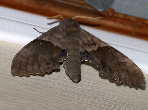 Modest Sphinx - Pachysphinx modesta I experienced moth mania last night with my blacklight. There were so many moths that I had to cover my face so they didn't fly up my nose. 

This moth has a ridiculous common name as it is far from modest. It was the biggest moth I've ever seen and I'm surprised to say that I was actually a bit afraid of it, haha. It flew around erratically and I may have squealed with fear a few times. Of course, the moth is harmless, but man it was HUGE! Sadly, when it was flying around like a maniac, it was perched way up high beyond reach. So, this is the best shot I could get.

Wingspan: ~12 cm. FW had a median band surrounding a small, white reniform spot. Scalloped outer margin. HW had a blue tint and a streak of red. Hosts: Polar, aspen, cottonwood, and willow. I suspect that, in my area, cottonwood is the main host.

Habitat: Attracted to a blacklight in a semi-rural area Geotagged,Modest Sphinx,Pachysphinx,Pachysphinx modesta,Sphingidae,Spring,United States,moth,sphinx moth