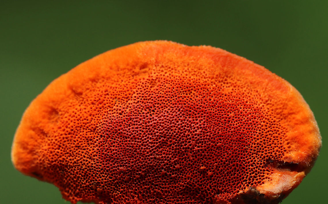 Cinnabar Polypore - Trametes cinnabarina Bright orange polypore with tough, orange flesh. Stem was absent.  The pores were bright orange with 2-4 round/angular pores per mm. <br />
<br />
Growing on a felled tree (hardwood) in a deciduous forest<br />
<figure class="photo"><a href="https://www.jungledragon.com/image/80011/cinnabar_polypore_-_trametes_cinnabarina.html" title="Cinnabar Polypore - Trametes cinnabarina"><img src="https://s3.amazonaws.com/media.jungledragon.com/images/3232/80011_thumb.jpg?AWSAccessKeyId=05GMT0V3GWVNE7GGM1R2&Expires=1763596810&Signature=8ZjNZdMYXjh2HpYLbxizJk1RUFs%3D" width="200" height="144" alt="Cinnabar Polypore - Trametes cinnabarina Bright orange polypore with tough, orange flesh. Stem was absent. The pores were bright orange with 2-4 round/angular pores per mm. <br />
<br />
Growing on a felled tree (hardwood) in a deciduous forest<br />
https://www.jungledragon.com/image/80012/cinnabar_polypore_-_trametes_cinnabarina.html<br />
https://www.jungledragon.com/image/80010/cinnabar_polypore_-_trametes_cinnabarina.html Cinnabar-red Polypore,Geotagged,Pycnoporus sanguineus,Spring,Trametes cinnabarina,United States" /></a></figure><br />
<figure class="photo"><a href="https://www.jungledragon.com/image/80012/cinnabar_polypore_-_trametes_cinnabarina.html" title="Cinnabar Polypore - Trametes cinnabarina"><img src="https://s3.amazonaws.com/media.jungledragon.com/images/3232/80012_thumb.jpg?AWSAccessKeyId=05GMT0V3GWVNE7GGM1R2&Expires=1763596810&Signature=VPHkLR0inp5koqpHq7fLrIcnkLI%3D" width="102" height="152" alt="Cinnabar Polypore - Trametes cinnabarina Bright orange polypore with tough, orange flesh. Stem was absent. The pores were bright orange with 2-4 round/angular pores per mm. <br />
<br />
Growing on a felled tree (hardwood) in a deciduous forest<br />
https://www.jungledragon.com/image/80010/cinnabar_polypore_-_trametes_cinnabarina.html<br />
https://www.jungledragon.com/image/80011/cinnabar_polypore_-_trametes_cinnabarina.html Cinnabar-red Polypore,Geotagged,Pycnoporus sanguineus,Spring,Trametes cinnabarina,United States" /></a></figure> Cinnabar-red Polypore,Geotagged,Pycnoporus sanguineus,Spring,Trametes cinnabarina,United States