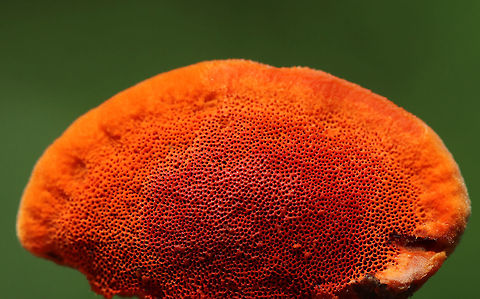 Cinnabar-red Polypore