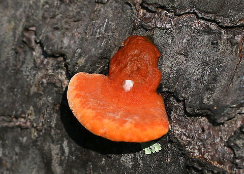 Cinnabar Polypore - Trametes cinnabarina Bright orange polypore with tough, orange flesh. Stem was absent. The pores were bright orange with 2-4 round/angular pores per mm. 

Growing on a felled tree (hardwood) in a deciduous forest
https://www.jungledragon.com/image/80012/cinnabar_polypore_-_trametes_cinnabarina.html
https://www.jungledragon.com/image/80010/cinnabar_polypore_-_trametes_cinnabarina.html Cinnabar-red Polypore,Geotagged,Pycnoporus sanguineus,Spring,Trametes cinnabarina,United States
