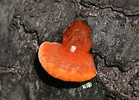 Cinnabar Polypore - Trametes cinnabarina Bright orange polypore with tough, orange flesh. Stem was absent. The pores were bright orange with 2-4 round/angular pores per mm. <br />
<br />
Growing on a felled tree (hardwood) in a deciduous forest<br />
https://www.jungledragon.com/image/80012/cinnabar_polypore_-_trametes_cinnabarina.html<br />
https://www.jungledragon.com/image/80010/cinnabar_polypore_-_trametes_cinnabarina.html Cinnabar-red Polypore,Geotagged,Pycnoporus sanguineus,Spring,Trametes cinnabarina,United States
