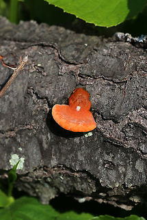 Cinnabar Polypore - Trametes cinnabarina Bright orange polypore with tough, orange flesh. Stem was absent. The pores were bright orange with 2-4 round/angular pores per mm. 

Growing on a felled tree (hardwood) in a deciduous forest
https://www.jungledragon.com/image/80010/cinnabar_polypore_-_trametes_cinnabarina.html
https://www.jungledragon.com/image/80011/cinnabar_polypore_-_trametes_cinnabarina.html Cinnabar-red Polypore,Geotagged,Pycnoporus sanguineus,Spring,Trametes cinnabarina,United States