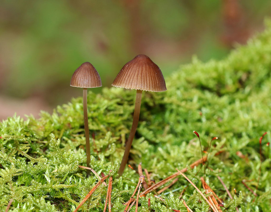 Little Brown Mushrooms - Mycena sp. Habitat: Growing on a mossy, rotting log in a coniferous swamp Geotagged,Spring,United States,fungus,mushrooms,mycena