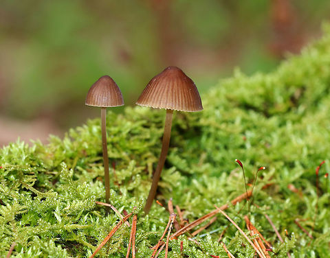 Little Brown Mushrooms - Mycena sp. Habitat: Growing on a mossy, rotting log in a coniferous swamp Geotagged,Spring,United States,fungus,mushrooms,mycena