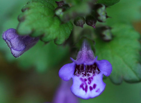 Creeping Charlie - Glechoma hederacea This plant is a vigorous grower that spreads across the ground, forming dense patches that push out native plants. It's toxic to many vertebrates, including horses, which can be a problem since it often grows in grass and can therefore become part of hay.

Habitat: Coniferous wetland Geotagged,Gill-over-the-ground,Glechoma,Glechoma hederacea,Spring,United States,alehoof,catsfoot,creeping charlie,field balm,gill-over-the-ground,ground-ivy,invasive plant,run-away-robin,tunhoof