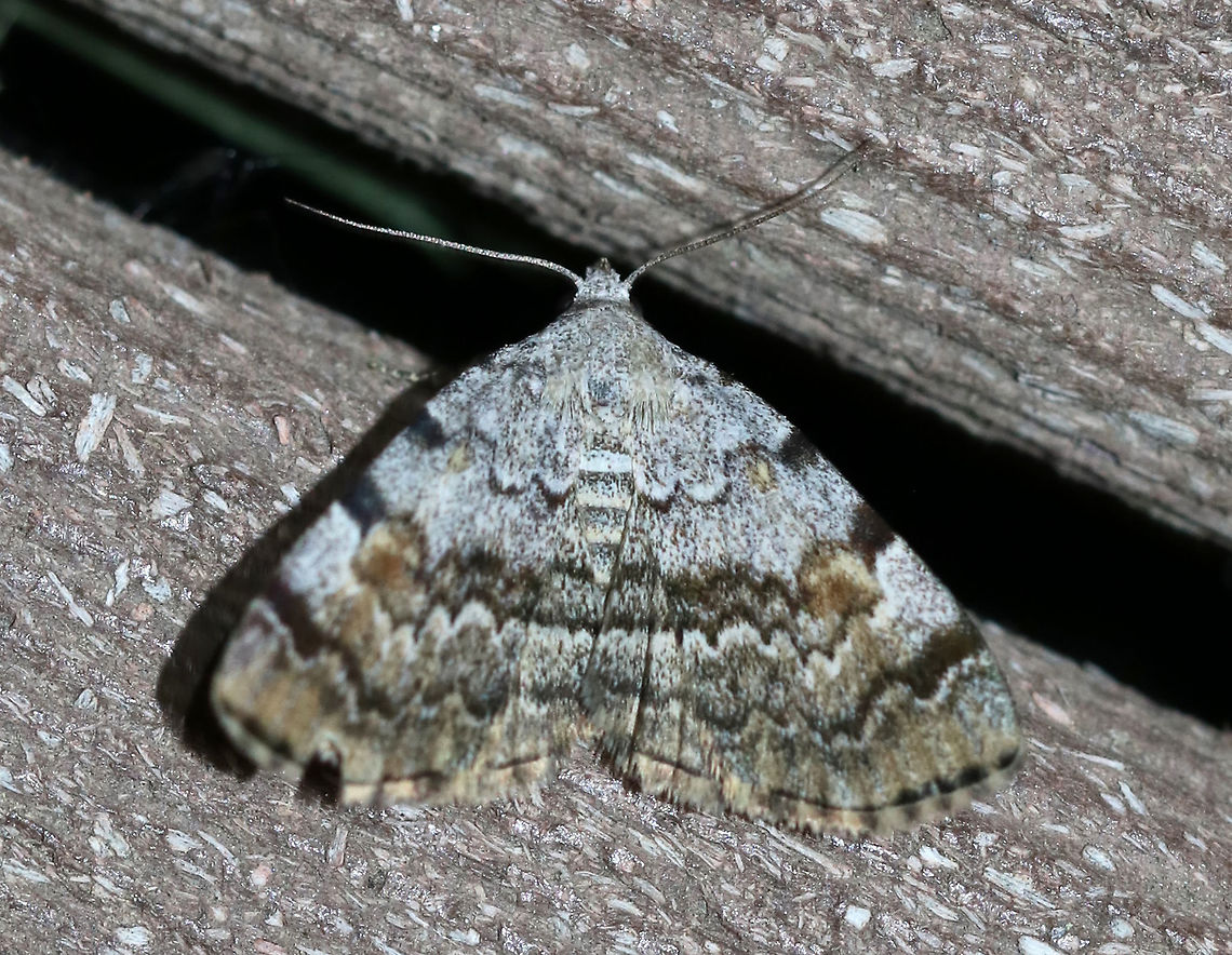 American Idia - Idia americalis TL: ~12 mm. Pale gray FW with jagged black lines that are bold at the costa. Orbicular and reniform spots are rusty brown. Warm shading is present beyond the ST line. Hosts: Lichen<br />
<br />
Habitat: Attracted to a blacklight in a semi-rural area American idia,Geotagged,Idia americalis,Spring,United States moth,idia