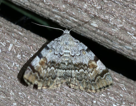 American Idia - Idia americalis TL: ~12 mm. Pale gray FW with jagged black lines that are bold at the costa. Orbicular and reniform spots are rusty brown. Warm shading is present beyond the ST line. Hosts: Lichen

Habitat: Attracted to a blacklight in a semi-rural area American idia,Geotagged,Idia americalis,Spring,United States moth,idia