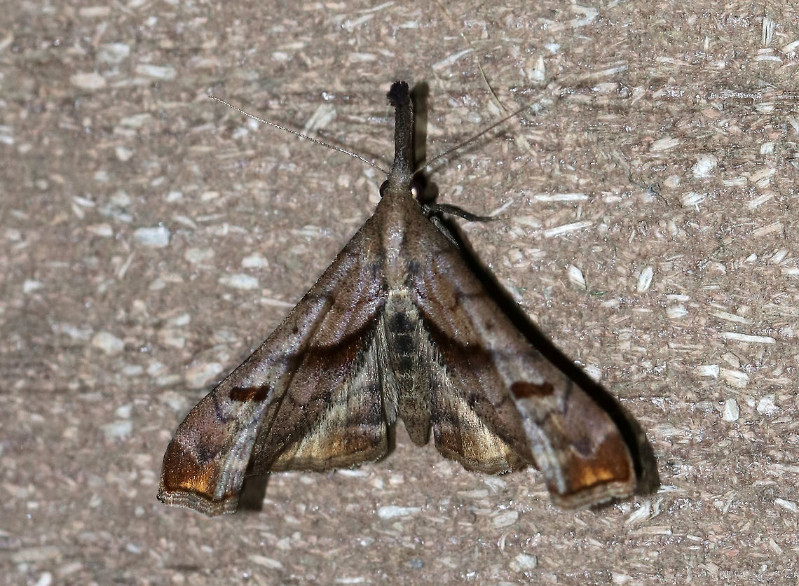 Dark Spotted Palthis - Palthis angulalis Total length: 18 mm. Brown forewings have oblique median band that stops short of the costa. Reniform spot is a slanting, brown crescent. Apical patch is rusty brown. Outer third of the forewings are tightly creased. Males have upturned labial palps.<br />
<br />
Habitat: Attracted to a light in a rural area. Geotagged,Palthis angulalis,Spring,The-Dark Spotted Palthis,United States,moth,palthis