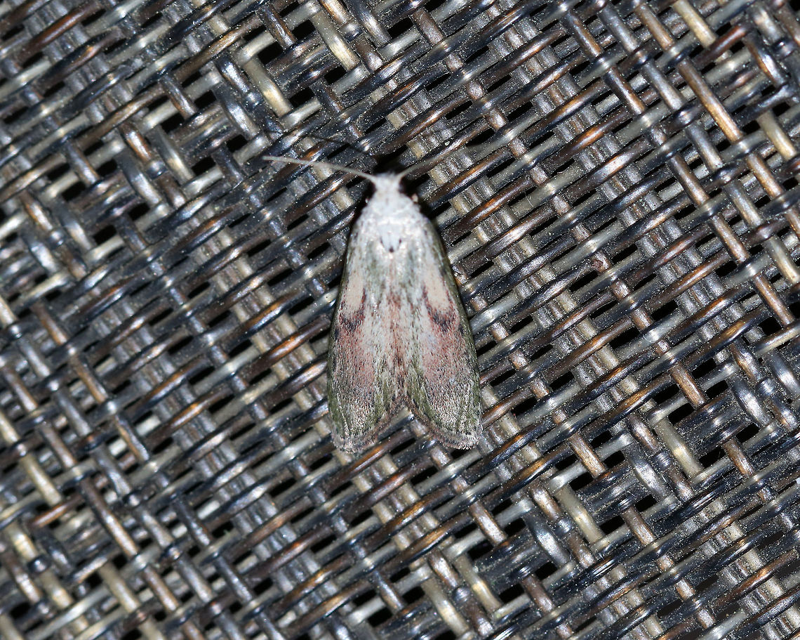 Bee Moth (Male) - Aphomia sociella TL: ~15 mm. Sexually dimorphic. FW pattern had shades of green, brown, and pinkish purple. There are two black spots in the median area. Host: Beeswax<br />
<br />
Habitat: Attracted to blacklight in a semi-rural area Aphomia,Aphomia sociella,Bee moth,Geotagged,Spring,United States,moth