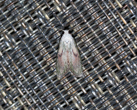 Bee Moth (Male) - Aphomia sociella TL: ~15 mm. Sexually dimorphic. FW pattern had shades of green, brown, and pinkish purple. There are two black spots in the median area. Host: Beeswax

Habitat: Attracted to blacklight in a semi-rural area Aphomia,Aphomia sociella,Bee moth,Geotagged,Spring,United States,moth