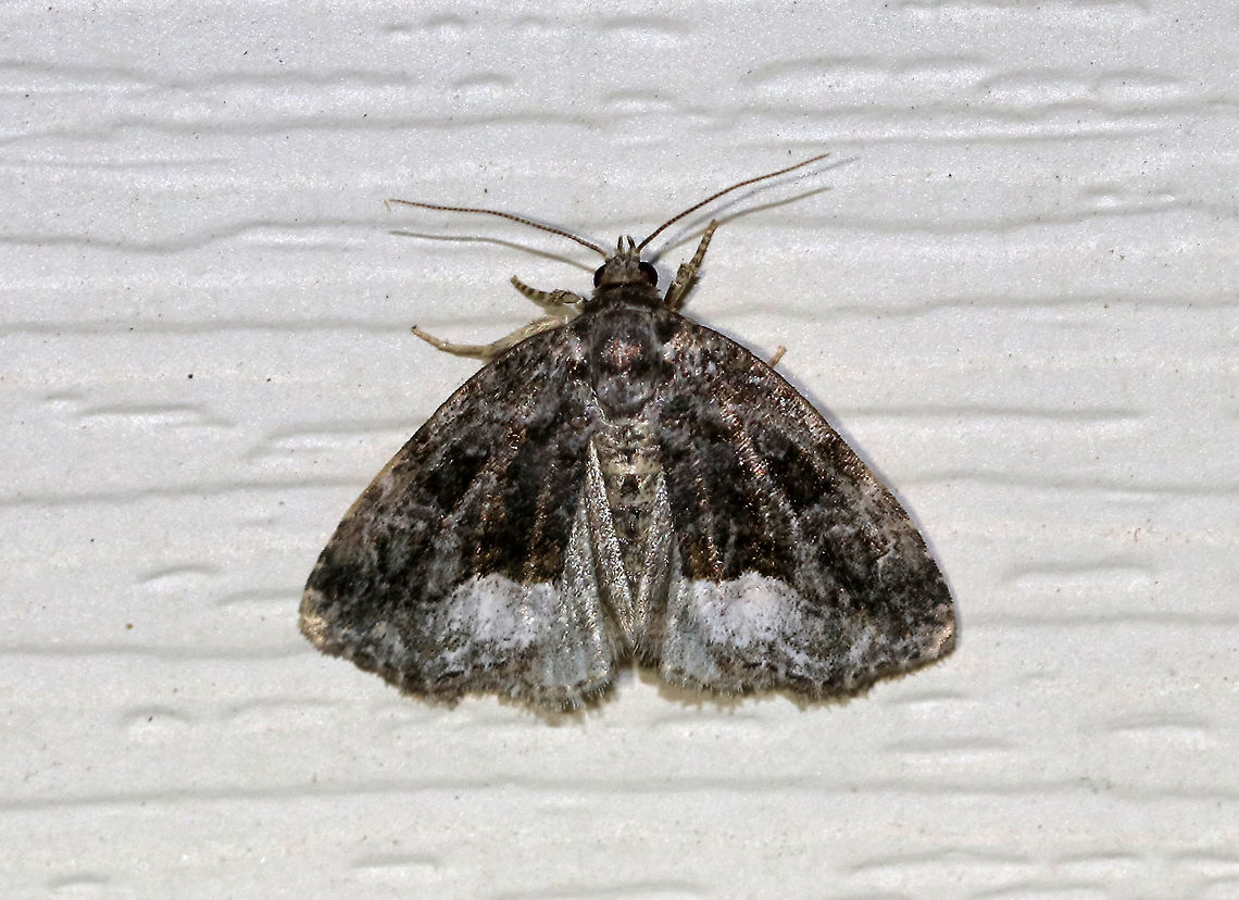 Large Mossy Glyph - Protodeltote muscosula Total length: ~10 mm. Peppery gray forewings with white-edged lines ands spots. Inner postmedial line is broadly edged in white. Fresh individuals have mossy green shading in basal, median, and subterminal areas.<br />
<br />
Habitat: Attracted to a light at night in a semi-rural area. Geotagged,Large mossy lithacodium,Moth,Protodeltote muscosula,Spring,United States