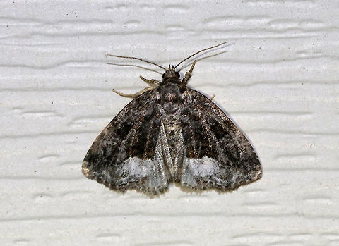 Large Mossy Glyph - Protodeltote muscosula Total length: ~10 mm. Peppery gray forewings with white-edged lines ands spots. Inner postmedial line is broadly edged in white. Fresh individuals have mossy green shading in basal, median, and subterminal areas.

Habitat: Attracted to a light at night in a semi-rural area. Geotagged,Large mossy lithacodium,Moth,Protodeltote muscosula,Spring,United States