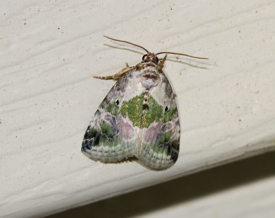 Black-dotted Glyph - Maliattha synochitis TL: ~10 mm. White FW is mottled green in basal, median, and ST areas. Triangular green patch in inner median area forms a saddle. Black orbicular spots. <br />
<br />
Habitat: Attracted to a blacklight in a semi-rural area Black-dotted Glyph,Black-dotted maliattha,Geotagged,Maliattha,Maliattha synochitis,Spring,United States,moth