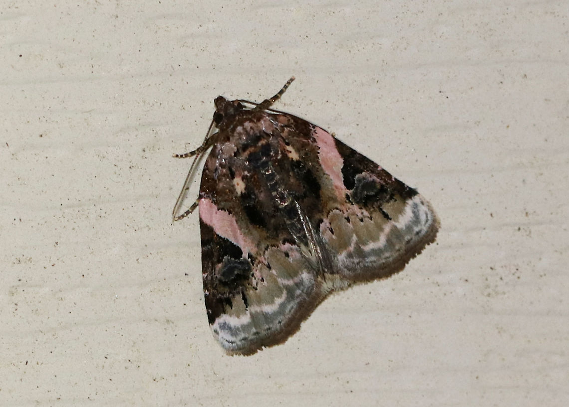 Pink-barred Pseudeustrotia - Pseudeustrotia carneola Total length: ~10 mm. Mottled brown forewing with an oblique, pale pink bar slanting from the costa to the inner edge of the brown reniform spot. Irregular, white subterminal line is edged with light brown. Hosts: Dock, goldenrod, and smartweed.<br />
<br />
Habitat: Attracted to a blacklight Geotagged,Pink-barred lithacodia moth,Pseudeustrotia carneola,Spring,United States,moth