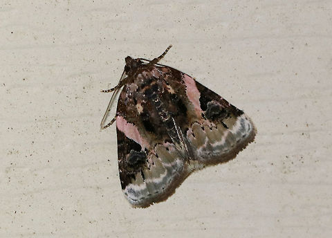 Pink-barred Pseudeustrotia - Pseudeustrotia carneola Total length: ~10 mm. Mottled brown forewing with an oblique, pale pink bar slanting from the costa to the inner edge of the brown reniform spot. Irregular, white subterminal line is edged with light brown. Hosts: Dock, goldenrod, and smartweed.

Habitat: Attracted to a blacklight  Geotagged,Pink-barred lithacodia moth,Pseudeustrotia carneola,Spring,United States,moth