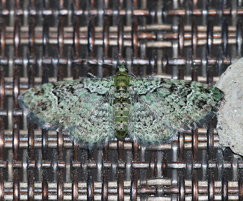 Green Pug - Pasiphila rectangulata WS: ~20 mm. Green FW marked with wavy black AM and PM lines. ST area has 2 black patches near apex. 

Habitat: Attracted to a blacklight in a semi-rural area Geotagged,Green pug,Pasiphila,Pasiphila rectangulata,Spring,United States,moth,pug,pug moth
