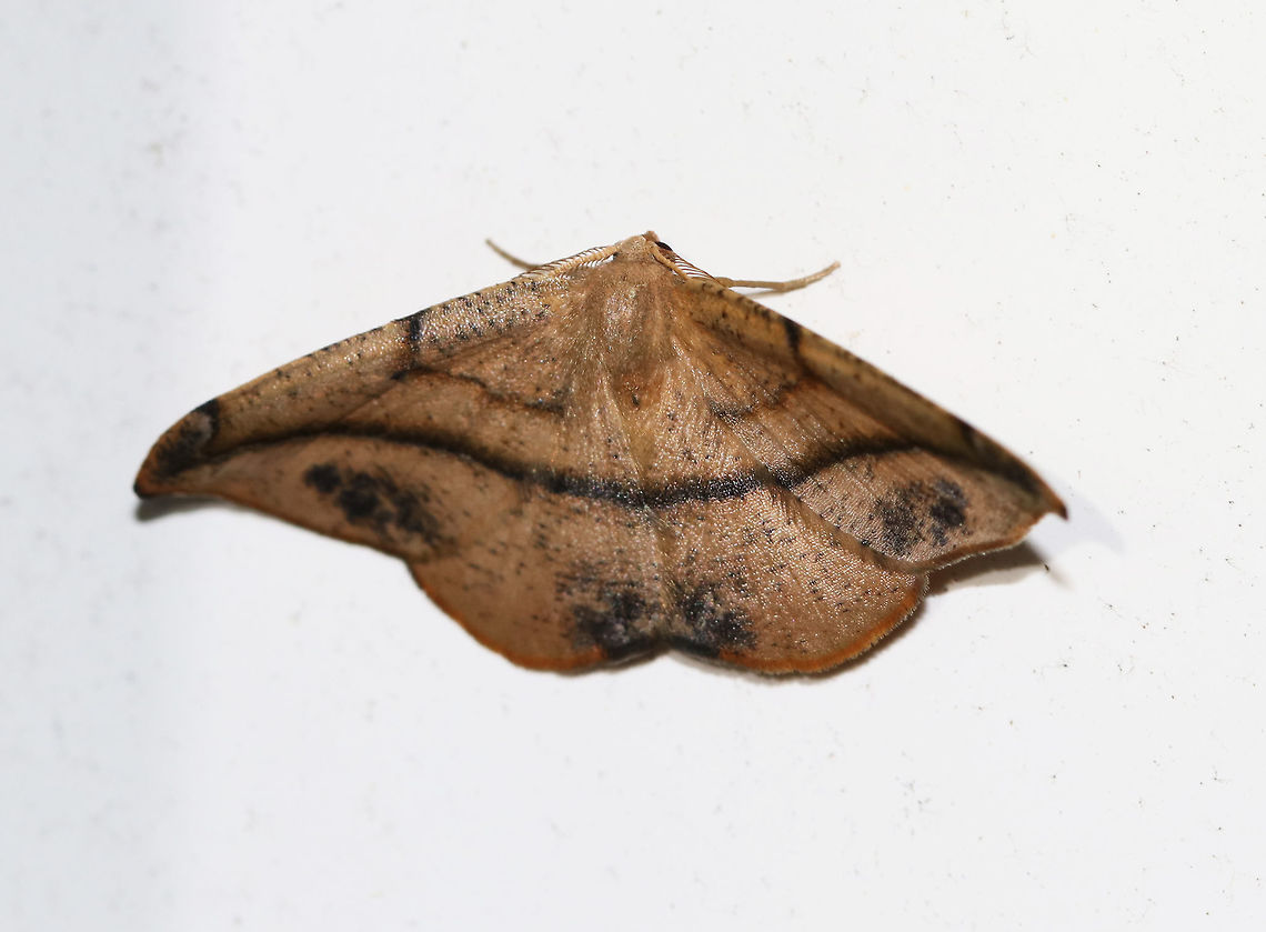 Juniper-Twig Geometer - Patalene olyzonaria Total Wingspan: ~35 mm. Tan/orange forewings with a faint antemedial line and a bold blackish postmedial line that kinks inward before reaching the costa. The subterminal area had some black blotches. Apex is hooked. Hosts: Juniper, white cedar, and possibly pine.<br />
<br />
Habitat: Attracted to a light in a rural area. Geotagged,Juniper-twig geometer,Patalene olyzonaria,Spring,United States,moth