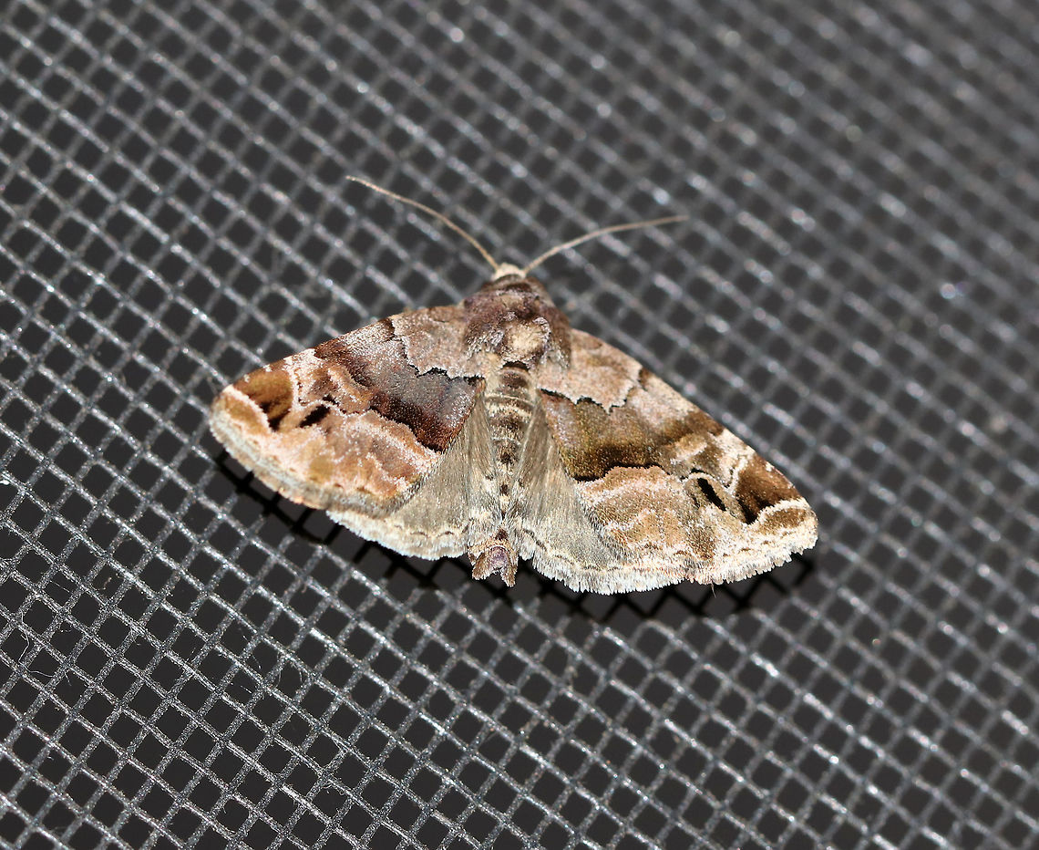 Hops Angleshade - Niphonyx segregata Habitat: Attracted to a light in a semi-rural area Geotagged,Niphonyx segregata,Spring,United States,hops angleshade,moth