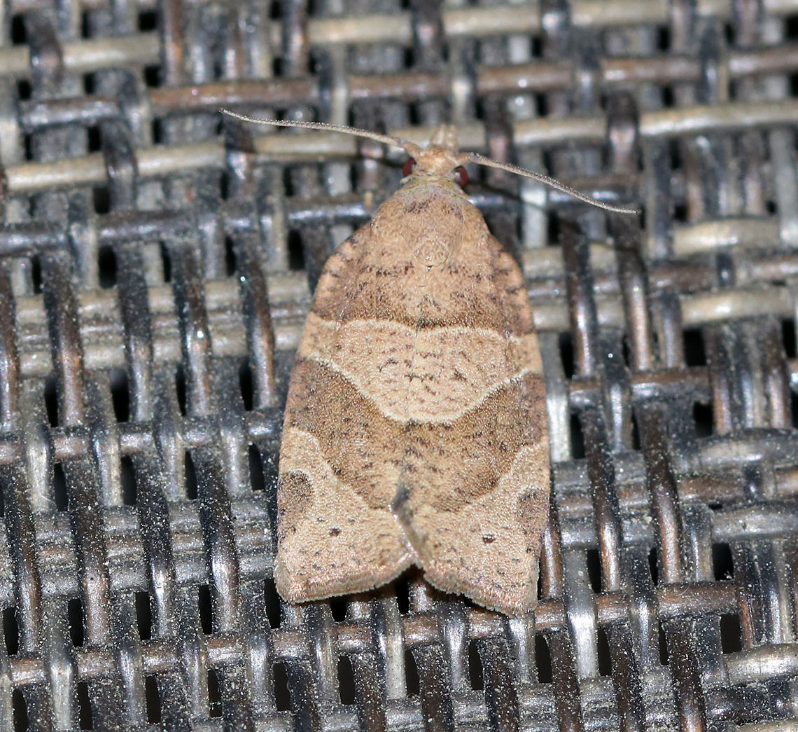Woodgrain Leafroller - Pandemis lamprosana TL: ~12mm. Rectangular moth with pale tan FW that had 3 areas of brown (a basal patch crossing the wing, a broad oblique band running from mid-costa to the inner margin, and a small patch along the costa near the apex).<br />
<br />
Habitat: Attracted to a blacklight in a semi-rural area Geotagged,Pandemis lamprosana,Spring,United States,leafroller,moth