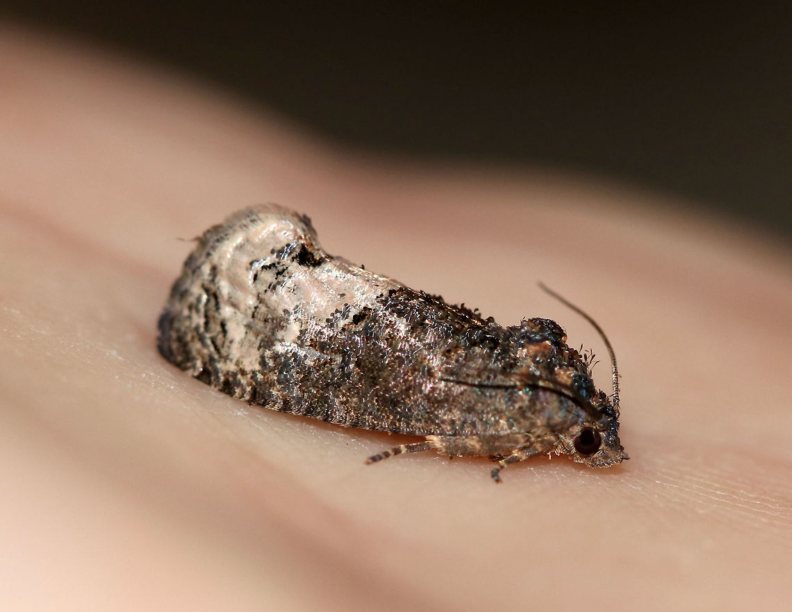 Locust Twig Borer - Ecdytolopha insiticiana TL: ~10 mm. Mottled, grayish brown FW with a marbled appearance. Black median band has a white discal spot. Host: Black Locust<br />
<br />
Habitat: Attracted to a light in a semi-rural area Ecdytolopha insiticiana,Geotagged,Locust Twig Borer,Spring,United States,moth