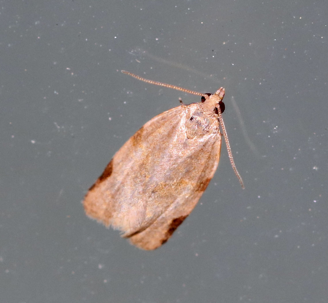 Light Brown Apple Moth - Clepsis virescana TL: ~7 mm. Hosts:  Larvae feed on fresh and decaying leaves of Prunus sp. and Rosa sp.<br />
<br />
Habitat:  Clepsis,Clepsis virescana,Geotagged,Spring,United States,moth