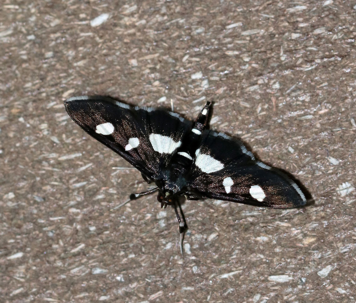 Grape Leaffolder - Desmia funeralis I often see these moths near my light. But, instead of flying around, they seem to prefer to hop. Weird. <br />
<br />
Total length: 16-18 mm. Dark brown/black forewings marked with two white spots in the median area. Hindwings have a broad, white, median band. The head had a few white scales. Host: Grape<br />
<br />
Habitat: Attracted to a light in a rural area Desmia funeralis,Geotagged,Grape leaffolder,Spring,United States,moth