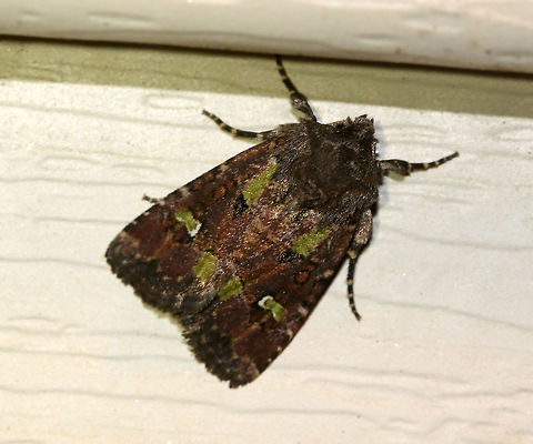 Bristly Cutworm - Lacinipolia renigera Total length: 15 mm. Purplish gray forewings that were mottled pinkish brown along the veins. It had a lime green basal dash and green center of a white-edged reniform spot. Claviform spot is solid black.

Habitat: Attracted to a light at night in a semi-rural area. Geotagged,Kidney-spotted minor,Lacinipolia renigera,Spring,United States,moth