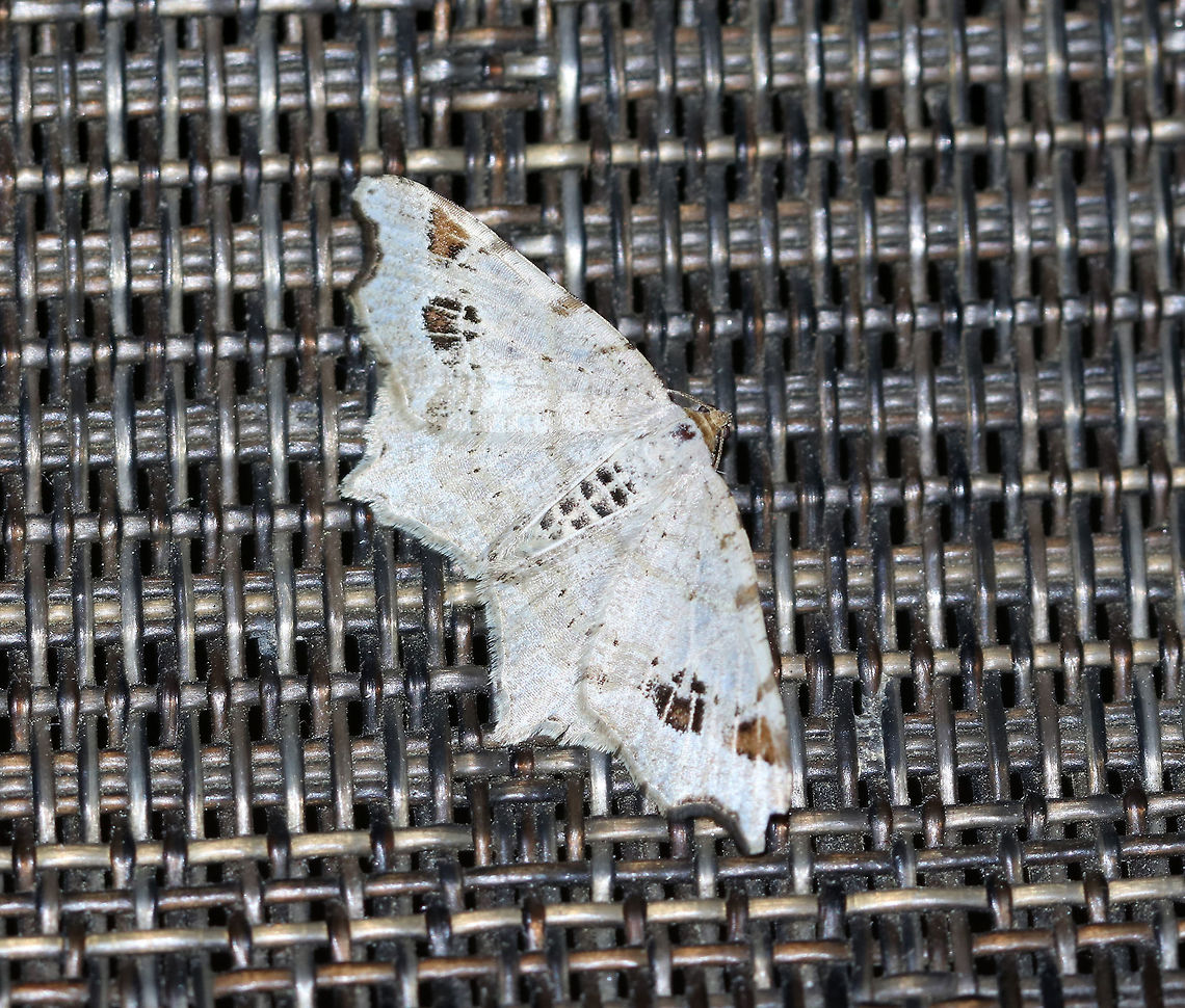 Birch Angle - Macaria notata WS: ~25 mm. White moth with chestnut, subapical patch on FW. Hosts: Birch and alder<br />
<br />
Habitat: Attracted to a blacklight in a semi-rural area. Geotagged,Macaria notata,Spring,United States,macaria,moth
