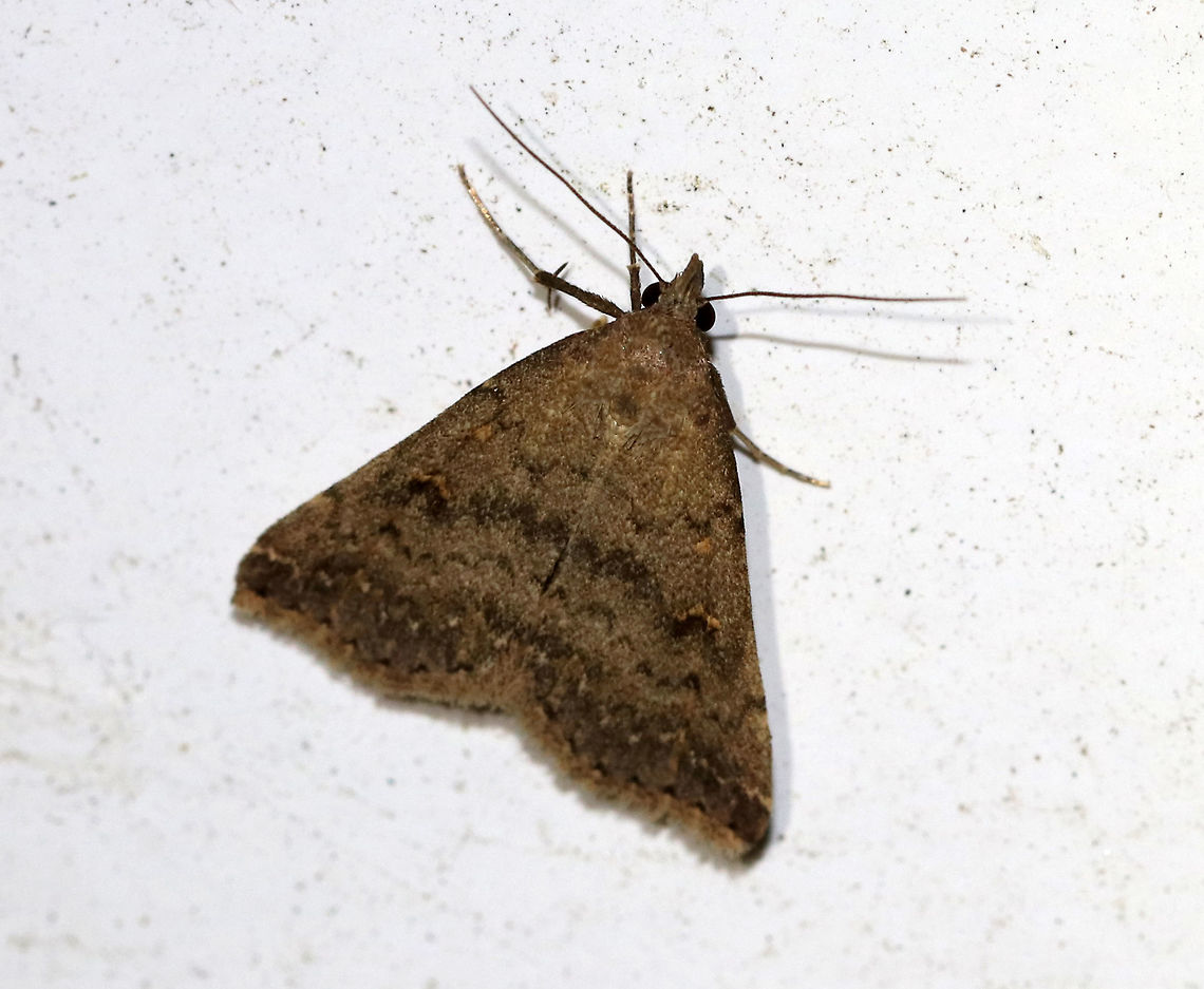 Gray Renia - Renia adspergillus <br />
Habitat: Attracted to a moth light in a rural area Geotagged,Gray Renia,Renia adspergillus,Spring,United States,moth,renia