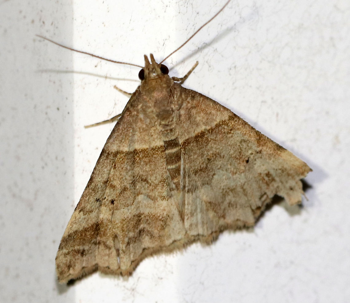 Dark-banded Owlet - Phalaenophana pyramusalis TL: ~12 mm. Tan/brown forewings with straight AM and wavy PM lines. Both lines were bordered with darker brown bands. The reniform spot had two black dots.<br />
<br />
Habitat: Attracted to a moth light in a rural area Dark-banded Owlet,Geotagged,Phalaenophana pyramusalis,Spring,United States,moth,owlet