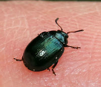 Willow Leaf Beetle - Plagiodera versicolora Small, shiny green beetle with punctations on the elytra. <br />
<br />
The white spots appear to be some kind of debris...see comments below.<br />
<br />
Habitat: Coniferous swamp Geotagged,Plagiodera versicolora,Spring,United States,Willow Leaf Beetle,beetle
