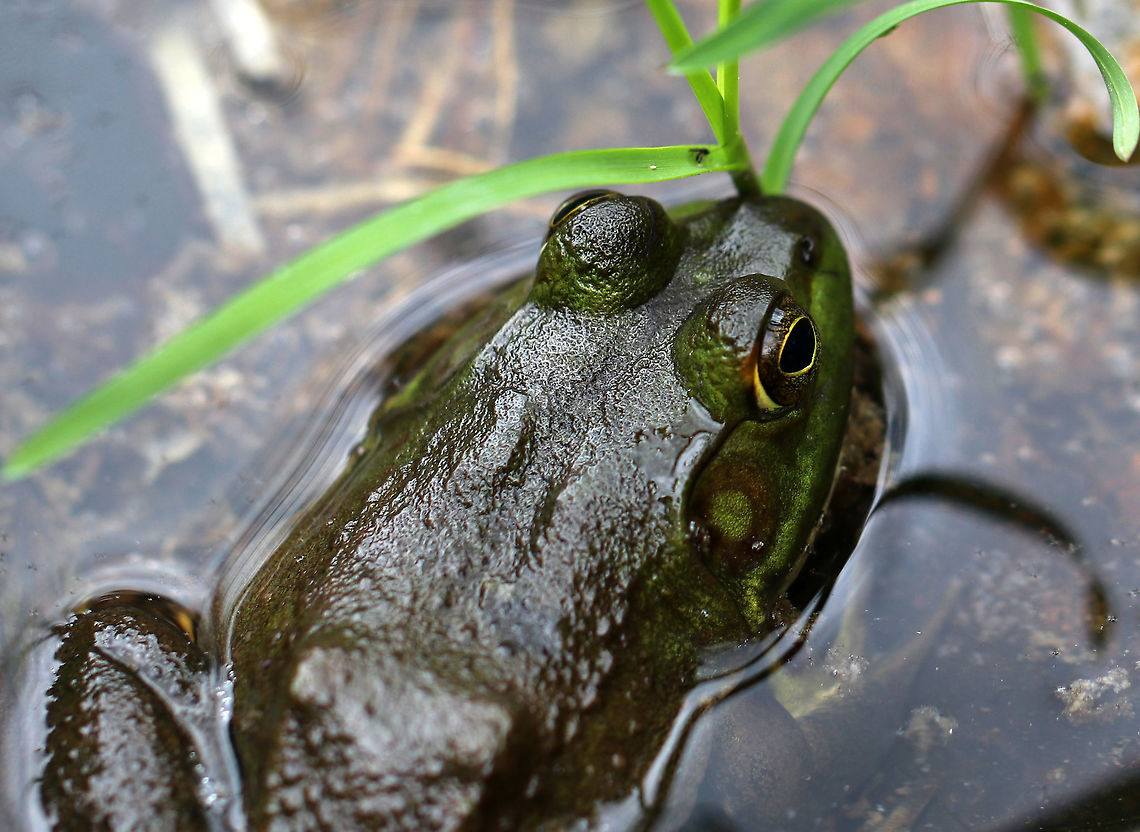 American Bullfrog - Lithobates catesbeianus Bullfrogs are often confused with Green Frogs as both types of frogs share many similar features. The main difference between Green Frogs and Bullfrogs is the location of the dorsolateral ridge. The dorsolateral ridge of Bullfrogs starts at the eye and hooks around the tympanum. In Green Frogs, the dorsolateral ridge runs down it's dorsal surface. Bullfrogs are also much larger than Green Frogs.<br />
<br />
Habitat: Wetland American Bullfrog,Bullfrog,Geotagged,Lithobates catesbeianus,Spring,United States,frog
