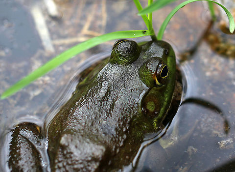 American Bullfrog - Lithobates catesbeianus Bullfrogs are often confused with Green Frogs as both types of frogs share many similar features. The main difference between Green Frogs and Bullfrogs is the location of the dorsolateral ridge. The dorsolateral ridge of Bullfrogs starts at the eye and hooks around the tympanum. In Green Frogs, the dorsolateral ridge runs down it's dorsal surface. Bullfrogs are also much larger than Green Frogs.

Habitat: Wetland American Bullfrog,Bullfrog,Geotagged,Lithobates catesbeianus,Spring,United States,frog