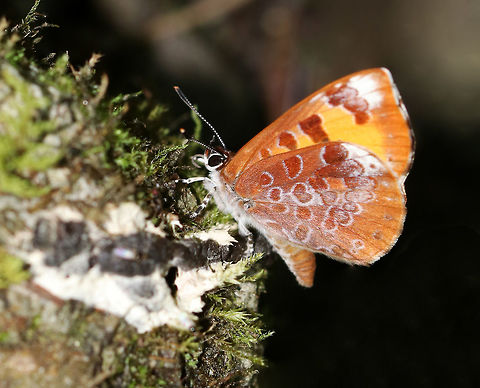 The Harvester - Feniseca tarquinius WS: ~20-25 mm. Mostly orange, yellow, and black with a pattern of spots ringed in white on the underside of the wings.

Larvae of this species are unique in that they are carnivorous and eat other insects, especially woolly aphids. Adults  take fluids from damp sand, dung, carrion, and aphid honeydew.  The butterfly in this photo was alternating between mud puddles and bird poop (shown).

Habitat: Mixed forest Feniseca,Feniseca tarquinius,Geotagged,Harvester,Spring,United States,butterfly