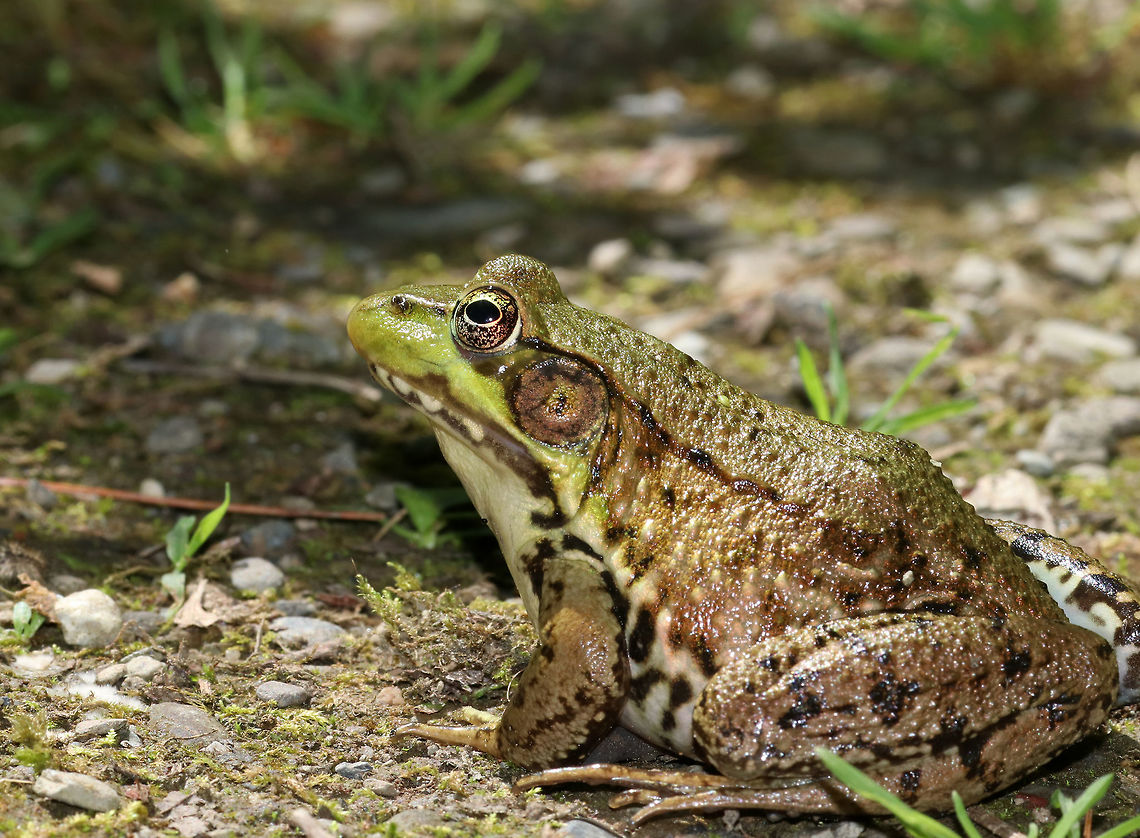 Green Frog - Lithobates clamitans There were so many frogs out today - green frogs, bullfrogs, and pickerel frogs!<br />
<br />
Green frogs have dorsolateral ridges that run down the sides of their backs, which distinguishes them from bullfrogs, which lack them.<br />
<br />
Habitat: On the edge of a woodland pond<br />
<figure class="photo"><a href="https://www.jungledragon.com/image/80194/green_frog_-_lithobates_clamitans.html" title="Green Frog - Lithobates clamitans"><img src="https://s3.amazonaws.com/media.jungledragon.com/images/3232/80194_thumb.jpg?AWSAccessKeyId=05GMT0V3GWVNE7GGM1R2&Expires=1759968010&Signature=BZpyNwKhTL7ojb0L4vs6CUe5r2M%3D" width="200" height="158" alt="Green Frog - Lithobates clamitans There were so many frogs out today - green frogs, bullfrogs, and pickerel frogs!<br />
<br />
Green frogs have dorsolateral ridges that run down the sides of their backs, which distinguishes them from bullfrogs, which lack them.<br />
<br />
Habitat: On the edge of a woodland pond<br />
https://www.jungledragon.com/image/80191/green_frog_-_lithobates_clamitans.html<br />
https://www.jungledragon.com/image/80193/green_frog_-_lithobates_clamitans.html<br />
https://www.jungledragon.com/image/80192/green_frog_-_lithobates_clamitans.html Geotagged,Green frog,Lithobates clamitans,Spring,United States" /></a></figure><br />
<figure class="photo"><a href="https://www.jungledragon.com/image/80193/green_frog_-_lithobates_clamitans.html" title="Green Frog - Lithobates clamitans"><img src="https://s3.amazonaws.com/media.jungledragon.com/images/3232/80193_thumb.jpg?AWSAccessKeyId=05GMT0V3GWVNE7GGM1R2&Expires=1759968010&Signature=ixecYdrT%2FIiTudLvq8bLxWK%2B6zY%3D" width="200" height="188" alt="Green Frog - Lithobates clamitans There were so many frogs out today - green frogs, bullfrogs, and pickerel frogs!<br />
<br />
Green frogs have dorsolateral ridges that run down the sides of their backs, which distinguishes them from bullfrogs, which lack them.<br />
<br />
Habitat: On the edge of a woodland pond<br />
https://www.jungledragon.com/image/80191/green_frog_-_lithobates_clamitans.html<br />
https://www.jungledragon.com/image/80194/green_frog_-_lithobates_clamitans.html<br />
https://www.jungledragon.com/image/80192/green_frog_-_lithobates_clamitans.html Geotagged,Green frog,Lithobates clamitans,Spring,United States" /></a></figure><br />
<figure class="photo"><a href="https://www.jungledragon.com/image/80192/green_frog_-_lithobates_clamitans.html" title="Green Frog - Lithobates clamitans"><img src="https://s3.amazonaws.com/media.jungledragon.com/images/3232/80192_thumb.jpg?AWSAccessKeyId=05GMT0V3GWVNE7GGM1R2&Expires=1759968010&Signature=19SE3OLYsFHGmeP0zT%2B0t6vEyyY%3D" width="200" height="152" alt="Green Frog - Lithobates clamitans There were so many frogs out today - green frogs, bullfrogs, and pickerel frogs!<br />
<br />
Green frogs have dorsolateral ridges that run down the sides of their backs, which distinguishes them from bullfrogs, which lack them.<br />
<br />
Habitat: On the edge of a woodland pond<br />
https://www.jungledragon.com/image/80193/green_frog_-_lithobates_clamitans.html<br />
https://www.jungledragon.com/image/80194/green_frog_-_lithobates_clamitans.html<br />
https://www.jungledragon.com/image/80191/green_frog_-_lithobates_clamitans.html Geotagged,Green frog,Lithobates clamitans,Spring,United States" /></a></figure> Geotagged,Green frog,Lithobates clamitans,Spring,United States,frog