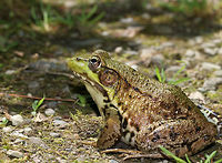 Green Frog - Lithobates clamitans There were so many frogs out today - green frogs, bullfrogs, and pickerel frogs!<br />
<br />
Green frogs have dorsolateral ridges that run down the sides of their backs, which distinguishes them from bullfrogs, which lack them.<br />
<br />
Habitat: On the edge of a woodland pond<br />
https://www.jungledragon.com/image/80194/green_frog_-_lithobates_clamitans.html<br />
https://www.jungledragon.com/image/80193/green_frog_-_lithobates_clamitans.html<br />
https://www.jungledragon.com/image/80192/green_frog_-_lithobates_clamitans.html Geotagged,Green frog,Lithobates clamitans,Spring,United States,frog