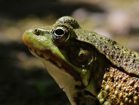 Green Frog - Lithobates clamitans There were so many frogs out today - green frogs, bullfrogs, and pickerel frogs!

Green frogs have dorsolateral ridges that run down the sides of their backs, which distinguishes them from bullfrogs, which lack them.

Habitat: On the edge of a woodland pond
https://www.jungledragon.com/image/80193/green_frog_-_lithobates_clamitans.html
https://www.jungledragon.com/image/80194/green_frog_-_lithobates_clamitans.html
https://www.jungledragon.com/image/80191/green_frog_-_lithobates_clamitans.html Geotagged,Green frog,Lithobates clamitans,Spring,United States