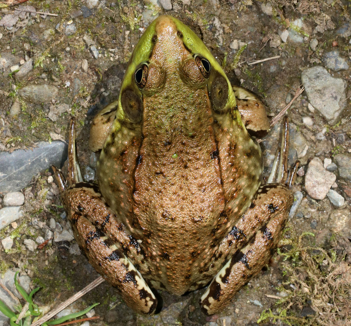 Green Frog - Lithobates clamitans There were so many frogs out today - green frogs, bullfrogs, and pickerel frogs!<br />
<br />
Green frogs have dorsolateral ridges that run down the sides of their backs, which distinguishes them from bullfrogs, which lack them.<br />
<br />
Habitat: On the edge of a woodland pond<br />
<figure class="photo"><a href="https://www.jungledragon.com/image/80191/green_frog_-_lithobates_clamitans.html" title="Green Frog - Lithobates clamitans"><img src="https://s3.amazonaws.com/media.jungledragon.com/images/3232/80191_thumb.jpg?AWSAccessKeyId=05GMT0V3GWVNE7GGM1R2&Expires=1759968010&Signature=vhNmADdSUYCpzZ64czRp8jSm8g0%3D" width="200" height="148" alt="Green Frog - Lithobates clamitans There were so many frogs out today - green frogs, bullfrogs, and pickerel frogs!<br />
<br />
Green frogs have dorsolateral ridges that run down the sides of their backs, which distinguishes them from bullfrogs, which lack them.<br />
<br />
Habitat: On the edge of a woodland pond<br />
https://www.jungledragon.com/image/80194/green_frog_-_lithobates_clamitans.html<br />
https://www.jungledragon.com/image/80193/green_frog_-_lithobates_clamitans.html<br />
https://www.jungledragon.com/image/80192/green_frog_-_lithobates_clamitans.html Geotagged,Green frog,Lithobates clamitans,Spring,United States,frog" /></a></figure><br />
<figure class="photo"><a href="https://www.jungledragon.com/image/80194/green_frog_-_lithobates_clamitans.html" title="Green Frog - Lithobates clamitans"><img src="https://s3.amazonaws.com/media.jungledragon.com/images/3232/80194_thumb.jpg?AWSAccessKeyId=05GMT0V3GWVNE7GGM1R2&Expires=1759968010&Signature=BZpyNwKhTL7ojb0L4vs6CUe5r2M%3D" width="200" height="158" alt="Green Frog - Lithobates clamitans There were so many frogs out today - green frogs, bullfrogs, and pickerel frogs!<br />
<br />
Green frogs have dorsolateral ridges that run down the sides of their backs, which distinguishes them from bullfrogs, which lack them.<br />
<br />
Habitat: On the edge of a woodland pond<br />
https://www.jungledragon.com/image/80191/green_frog_-_lithobates_clamitans.html<br />
https://www.jungledragon.com/image/80193/green_frog_-_lithobates_clamitans.html<br />
https://www.jungledragon.com/image/80192/green_frog_-_lithobates_clamitans.html Geotagged,Green frog,Lithobates clamitans,Spring,United States" /></a></figure><br />
<figure class="photo"><a href="https://www.jungledragon.com/image/80192/green_frog_-_lithobates_clamitans.html" title="Green Frog - Lithobates clamitans"><img src="https://s3.amazonaws.com/media.jungledragon.com/images/3232/80192_thumb.jpg?AWSAccessKeyId=05GMT0V3GWVNE7GGM1R2&Expires=1759968010&Signature=19SE3OLYsFHGmeP0zT%2B0t6vEyyY%3D" width="200" height="152" alt="Green Frog - Lithobates clamitans There were so many frogs out today - green frogs, bullfrogs, and pickerel frogs!<br />
<br />
Green frogs have dorsolateral ridges that run down the sides of their backs, which distinguishes them from bullfrogs, which lack them.<br />
<br />
Habitat: On the edge of a woodland pond<br />
https://www.jungledragon.com/image/80193/green_frog_-_lithobates_clamitans.html<br />
https://www.jungledragon.com/image/80194/green_frog_-_lithobates_clamitans.html<br />
https://www.jungledragon.com/image/80191/green_frog_-_lithobates_clamitans.html Geotagged,Green frog,Lithobates clamitans,Spring,United States" /></a></figure> Geotagged,Green frog,Lithobates clamitans,Spring,United States