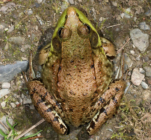 Green Frog - Lithobates clamitans There were so many frogs out today - green frogs, bullfrogs, and pickerel frogs!

Green frogs have dorsolateral ridges that run down the sides of their backs, which distinguishes them from bullfrogs, which lack them.

Habitat: On the edge of a woodland pond
https://www.jungledragon.com/image/80191/green_frog_-_lithobates_clamitans.html
https://www.jungledragon.com/image/80194/green_frog_-_lithobates_clamitans.html
https://www.jungledragon.com/image/80192/green_frog_-_lithobates_clamitans.html Geotagged,Green frog,Lithobates clamitans,Spring,United States