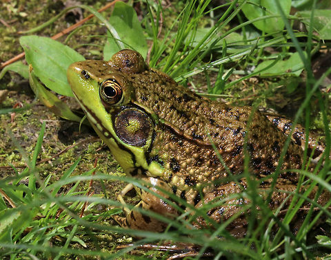 Green Frog - Lithobates clamitans There were so many frogs out today - green frogs, bullfrogs, and pickerel frogs!

Green frogs have dorsolateral ridges that run down the sides of their backs, which distinguishes them from bullfrogs, which lack them.

Habitat: On the edge of a woodland pond
https://www.jungledragon.com/image/80191/green_frog_-_lithobates_clamitans.html
https://www.jungledragon.com/image/80193/green_frog_-_lithobates_clamitans.html
https://www.jungledragon.com/image/80192/green_frog_-_lithobates_clamitans.html Geotagged,Green frog,Lithobates clamitans,Spring,United States