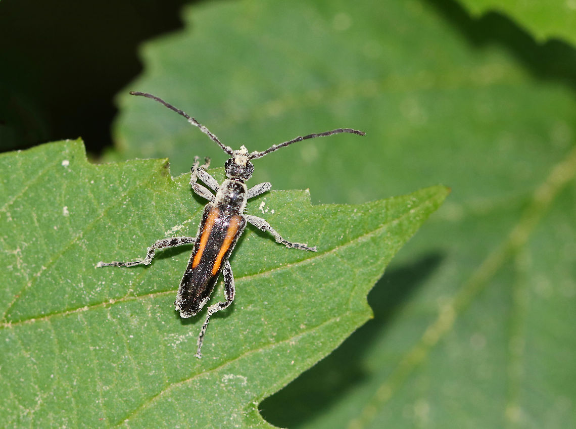 Strangalepta Flower Longhorn Beetle - Strangalepta abbreviata ~ 10 mm long. Black beetle with an orange stripe on each elytron.  This beetle was really enjoying some flowers, as you can tell by the pollen ;P.<br />
<br />
Habitat: Mixed forested wetland Geotagged,Spring,Strangalepta,Strangalepta Flower Longhorn Beetle,Strangalepta abbreviata,United States,beetle,longhorn beetle