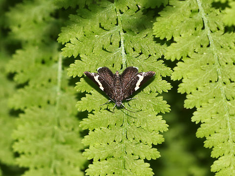 White-striped Black - Trichodezia albovittata TL: ~25 mm.  Wings were black with white bar across forewings. Hindwing fringe black, but white toward the outer angle. Host: Larvae feed on jewelweed (Impatiens sp.)

Habitat: Mixed forested wetland

 Geotagged,Spring,Trichodezia,Trichodezia albovittata,United States,White-striped Black Moth,moth