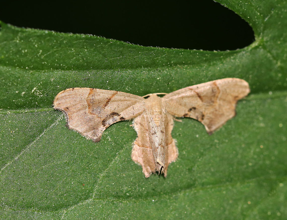 Brown Scoopwing - Calledapteryx dryopterata WS: ~20 mm. Tan moth with a bat-like resting posture. Forewings have a scoop in outer margin. Host: Viburnum sp.<br />
<br />
Habitat: Mixed forested wetland Brown Scoopwing,Calledapteryx,Calledapteryx dryopterata,Geotagged,Spring,United States,moth